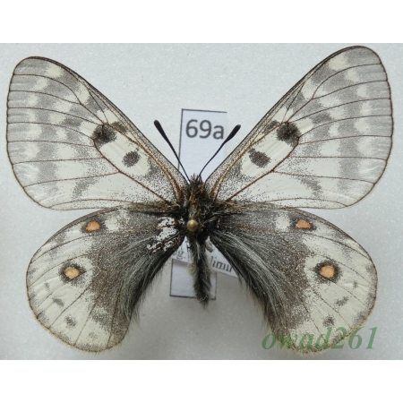 Parnassius delphius subsp. cinerosus Stichel, 1907 China69a